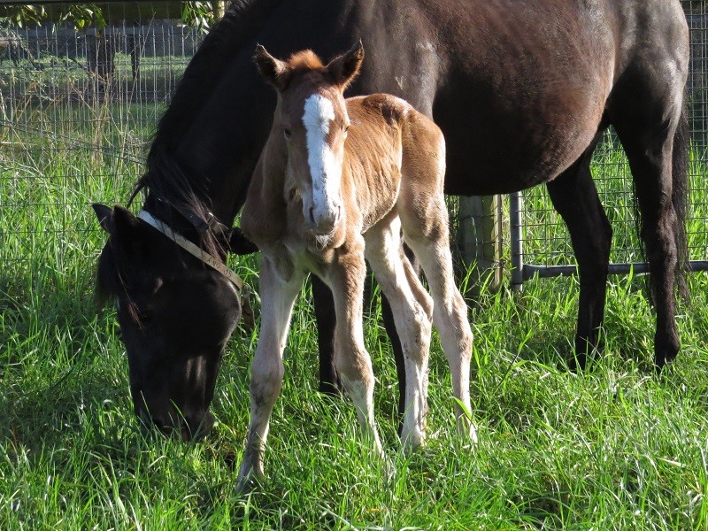 133 Spooky x Warmblood chf 9-9 1d